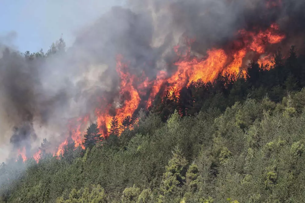  incendi boschivi 